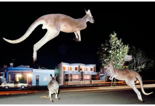 Kay St House with Kangaroo (Peter Corrigan with Maggie Edmond Architect)